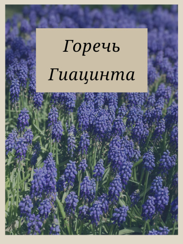 Bitterness of Hyacinth